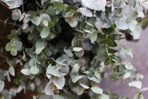 eucalyptus kamerplant