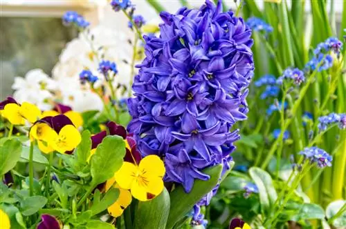 Bonic balcó a la primavera: flors de primavera per a caixes de balcó