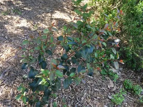 Cuidados del eucalipto: así es como el árbol prospera de manera óptima en el jardín