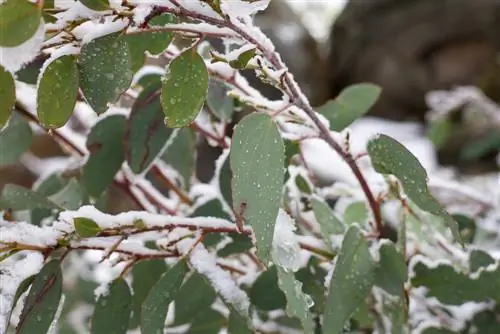 ยูคาลิปตัส overwintering