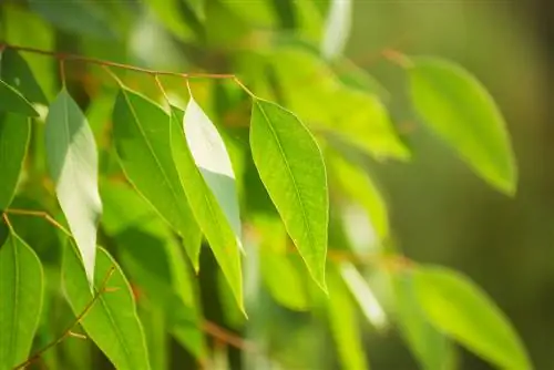 coupe d'eucalyptus