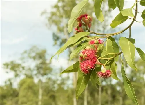 Specie di eucalipto: scopri la diversità dell'Australia