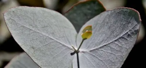 Zorg voor Eucalyptus Azura: tips voor een gezonde groei