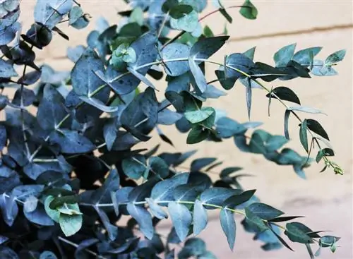 Eucalyptus on the balcony: tips for care and selection