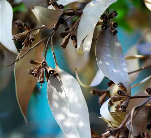 majani ya eucalyptus-kahawia