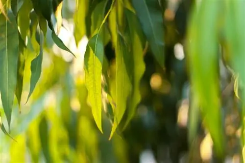 eucalyptus bladeren