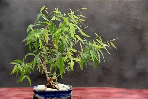 Bonsai eukalipt: këshilla për dizajn, kujdes dhe prerje