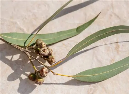 Fruto de Eucalipto: Origen, Características y Uso