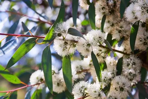 eukalyptus blomst