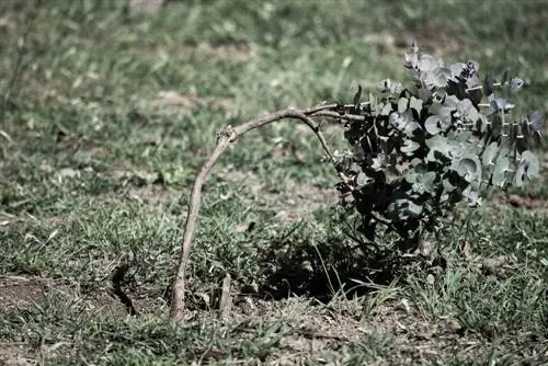 Bloekom in die tuin: instruksies vir die perfekte plant