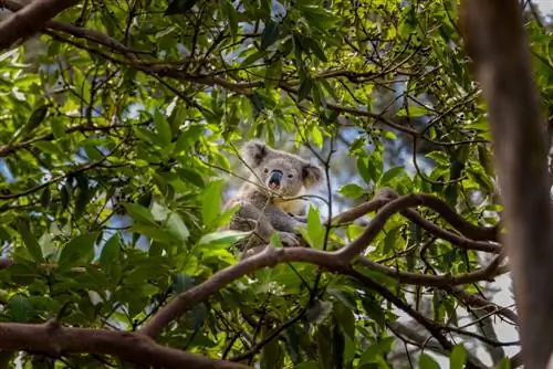 profil kayu putih