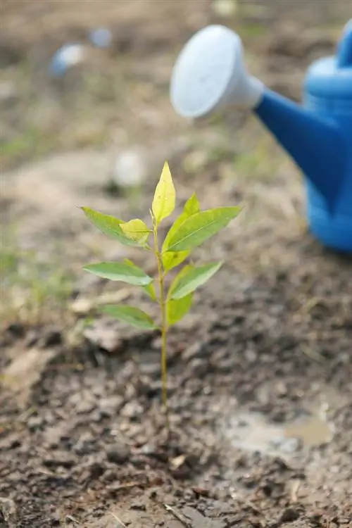 plantes d'eucaliptus