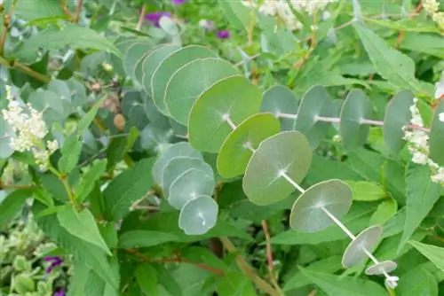 eucalyptus potted nroj tsuag