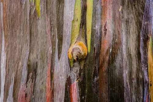 bonsái de eucalipto arcoiris