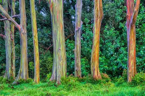 culture d'eucalyptus arc-en-ciel