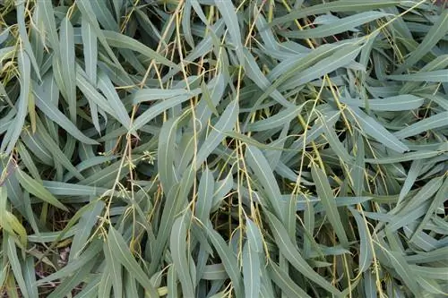 eucalyptus hardy cutting