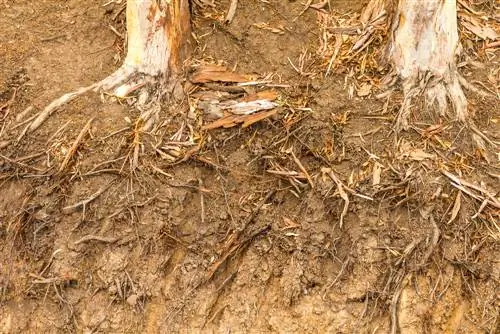 Eucalyptus: Understanding root depth and cultivation correctly