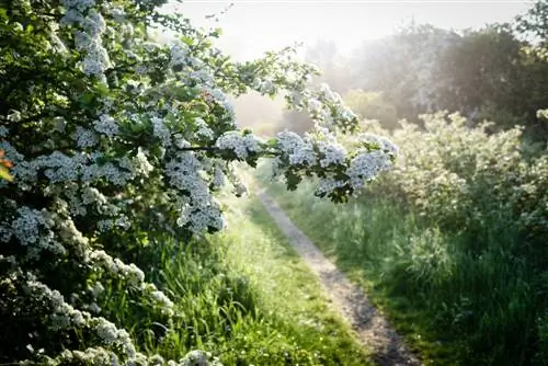 whitebeam profil