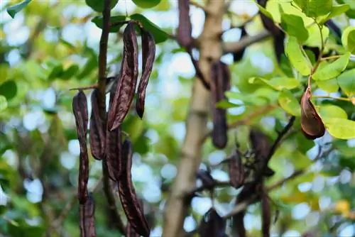 buah pokok carob