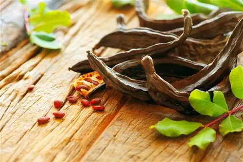 Carob tree: The fascinating seeds & their uses