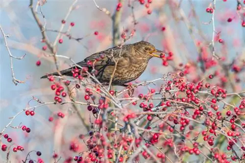 Whitebeam: Ăn được hay độc? Tất cả mọi thứ về trái cây này