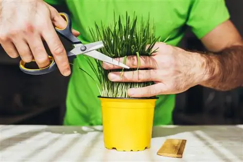 cortando pasto para gatos