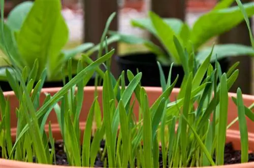 balcon herbe à chat