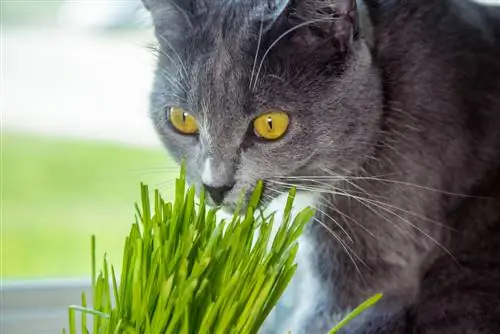 kediler için kedi otu