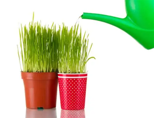 cat grass care