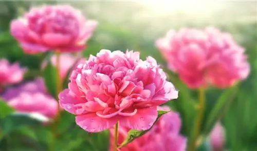 plant portrait peonies