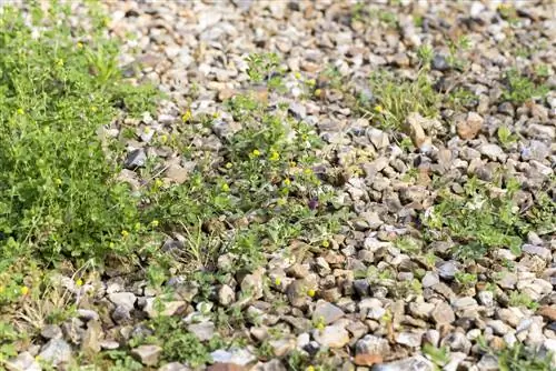 Clear-gravel-path-of-weeds