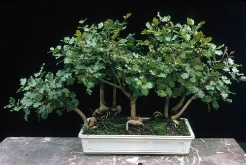 Johanneksenleipäpuun bonsai