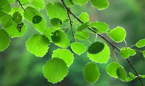 Why do aspen leaves tremble? The fascinating answer