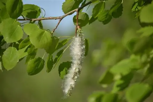 especies de álamo