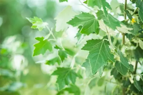 Poplar leaves: Discover their shapes and special features