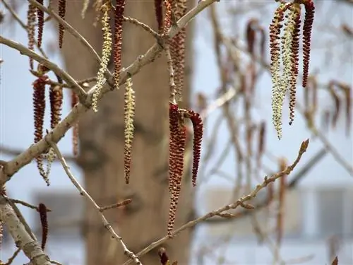 Masa berbunga poplar: Bilakah pokok ini mula berbunga?