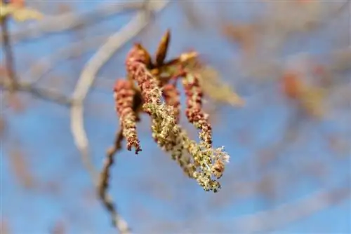 Flor del álamo: reconocimiento, época de floración y características especiales