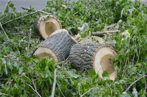 Felling poplar trees: When is it necessary and how can it be done safely?