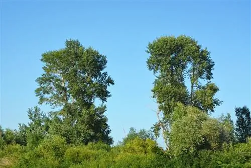 Fast-growing poplars: how and why they are so popular