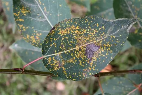 পপলার রোগ: কীভাবে আপনার গাছকে রক্ষা করবেন এবং নিরাময় করবেন?