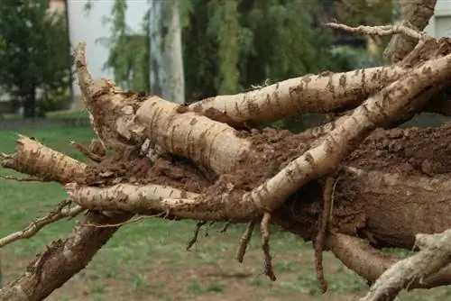 Bunuh akar poplar