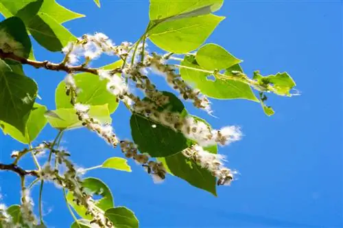 Poplar seeds: malalambot na kababalaghan ng kalikasan