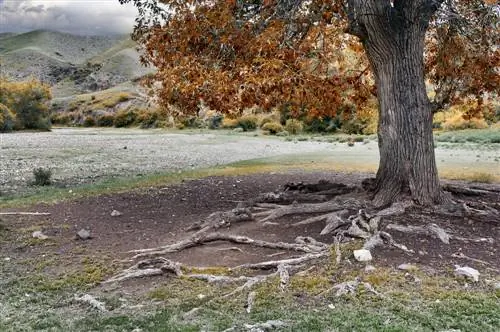 Eliminació de corredors d'arrel d'àlber: solucions permanents