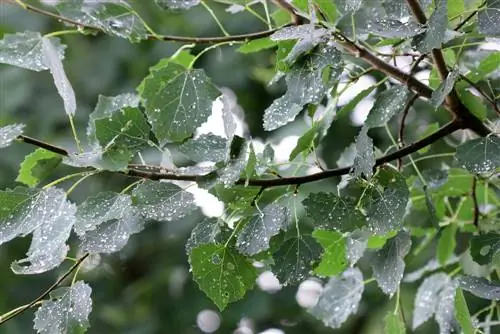 Quaking aspen profile