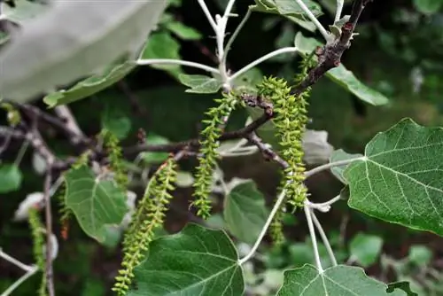 fruta de álamo tremedor