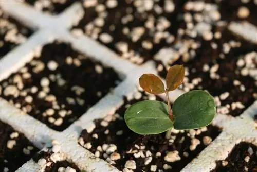 halaman ng puno ng carob