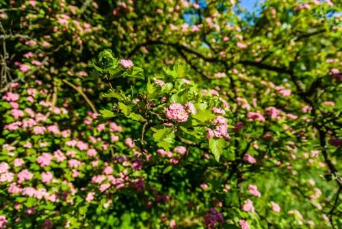 rooddoorn bloeit niet