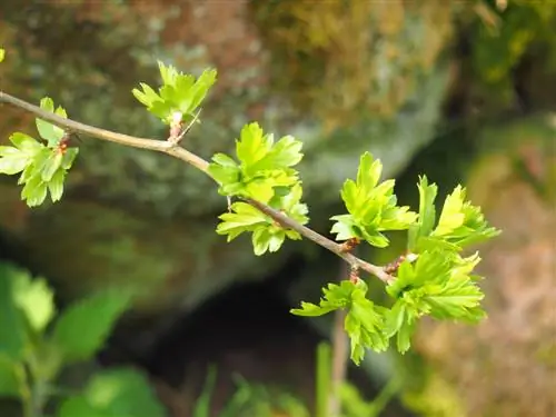 Successfully propagate hawthorn: instructions and tips