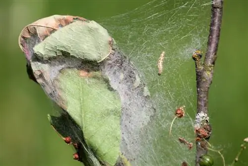 maladies de l'aubépine