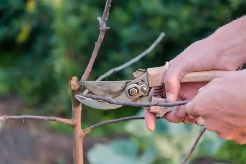 Espino como árbol estándar: el árbol de interior ideal para jardines pequeños